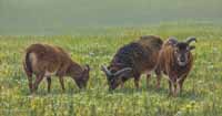 hebridean sheep